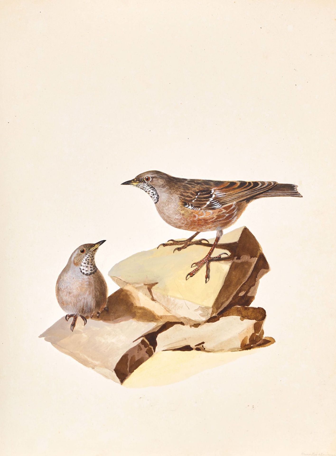 WYSS, JOHANN EMANUEL: Vogeldarstellungen. - Image 2 of 2