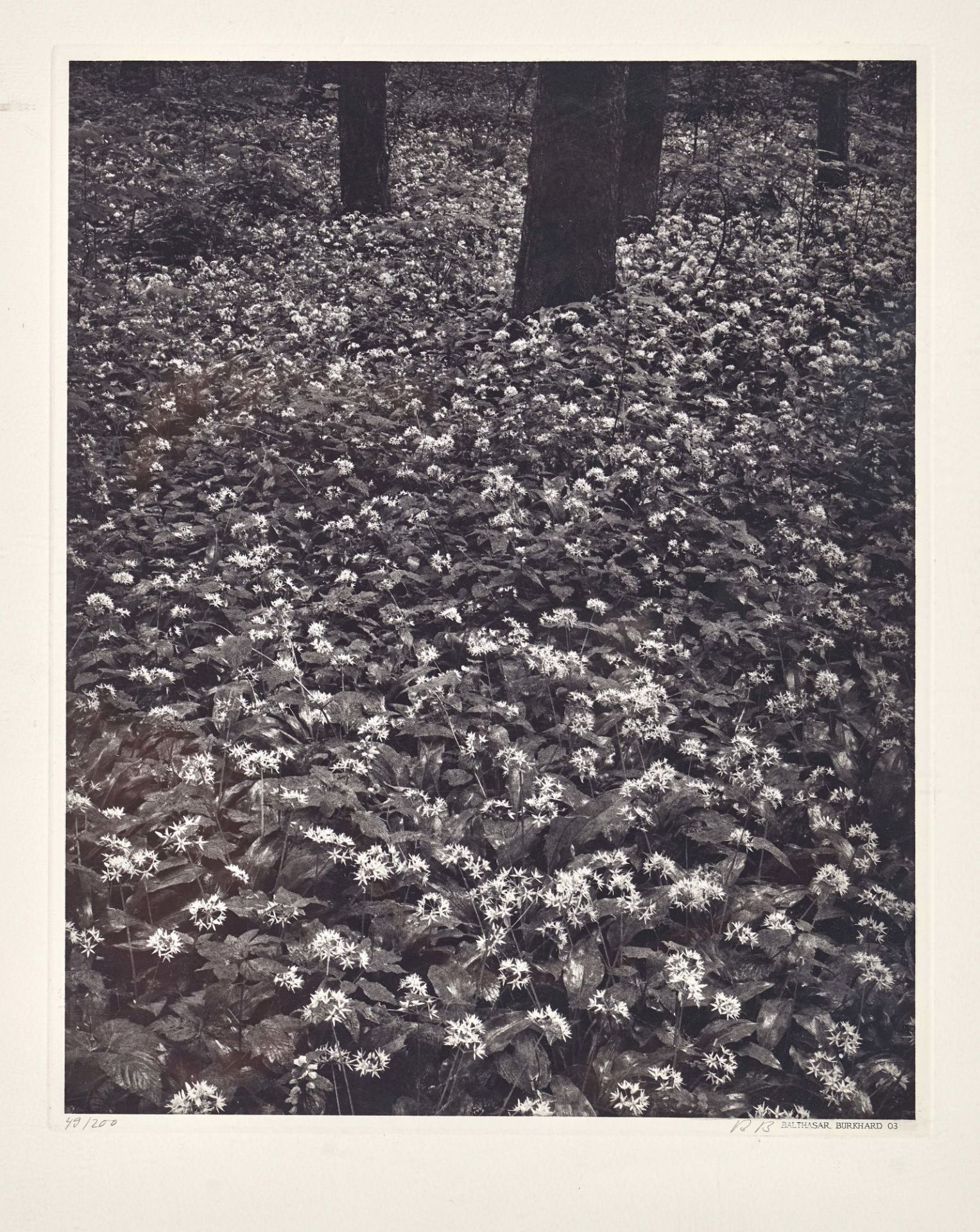 BURKHARD, BALTHASAR: "Blüten im Wald".
