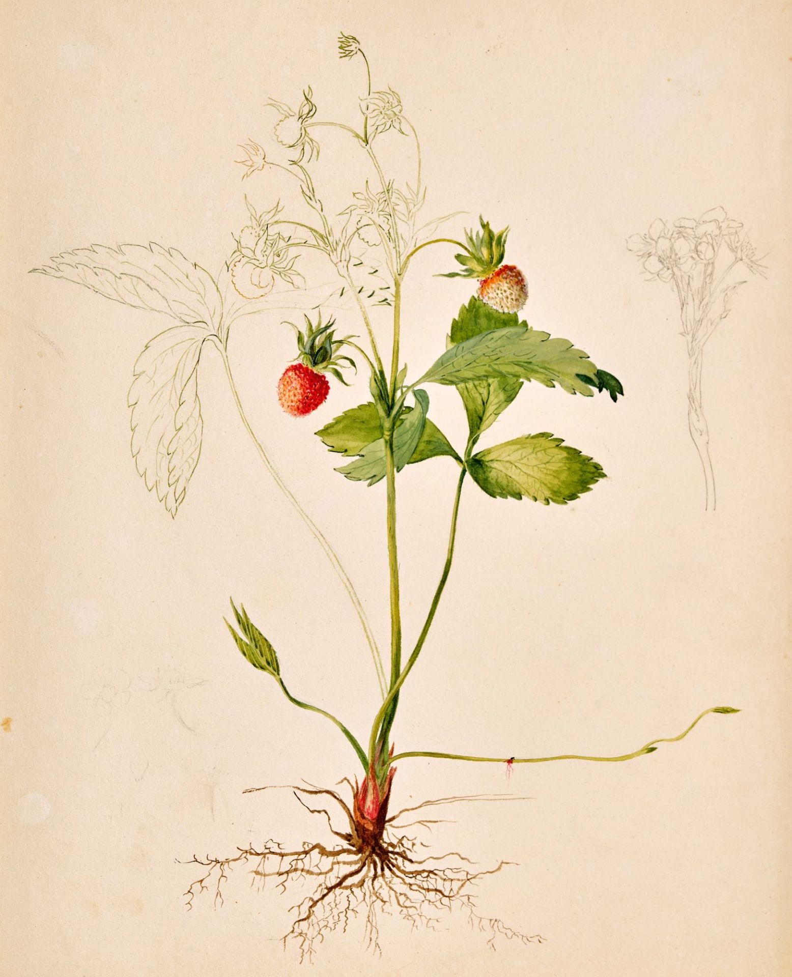 WYSS, JOHANN EMANUEL: "Studien v. Obst.Pflanzen u. Blumen". - Bild 4 aus 4