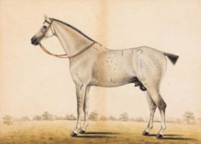 ENGLISH SCHOOL (19TH CENTRY) STUDY OF A GREY STALLION watercolour on paper 32cm x 46cm