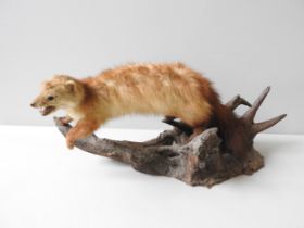 A VINTAGE TAXIDERMY PINEMARTIN, mounted naturalistically on a tree branch, 60 cm long