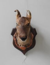 A VINTAGE TAXIDERMY ROE DEER HEAD, mounted on a cartouche form wall panel 49 cm high