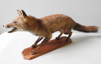 A VINTAGE TAXIDERMY FOX, standing foursquare on a canted corner plinth 106 cm long