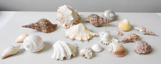 A MISCELLANEOUS COLLECTION OF CONCH AND SEA SHELLS, the largest measuring 23 x 16 x 15 cm