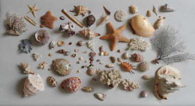 A MIXED GROUP OF CONCH AND SEA SHELLS, along with Starfish and corals. A lot Provenance: from the