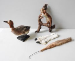 A VINTAGE TAXIDERMY SQUIRREL AND DUCK, along with a portion of mountain goat fur and a fox tail