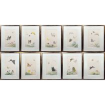 A decorative set of 10 Chinese watercolours framed depicting butterflies amongst foliage (10), (25 x