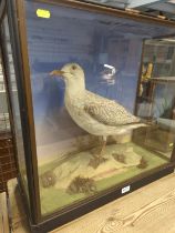 Taxidermy gull in glass case W63.5 D28 H60.5