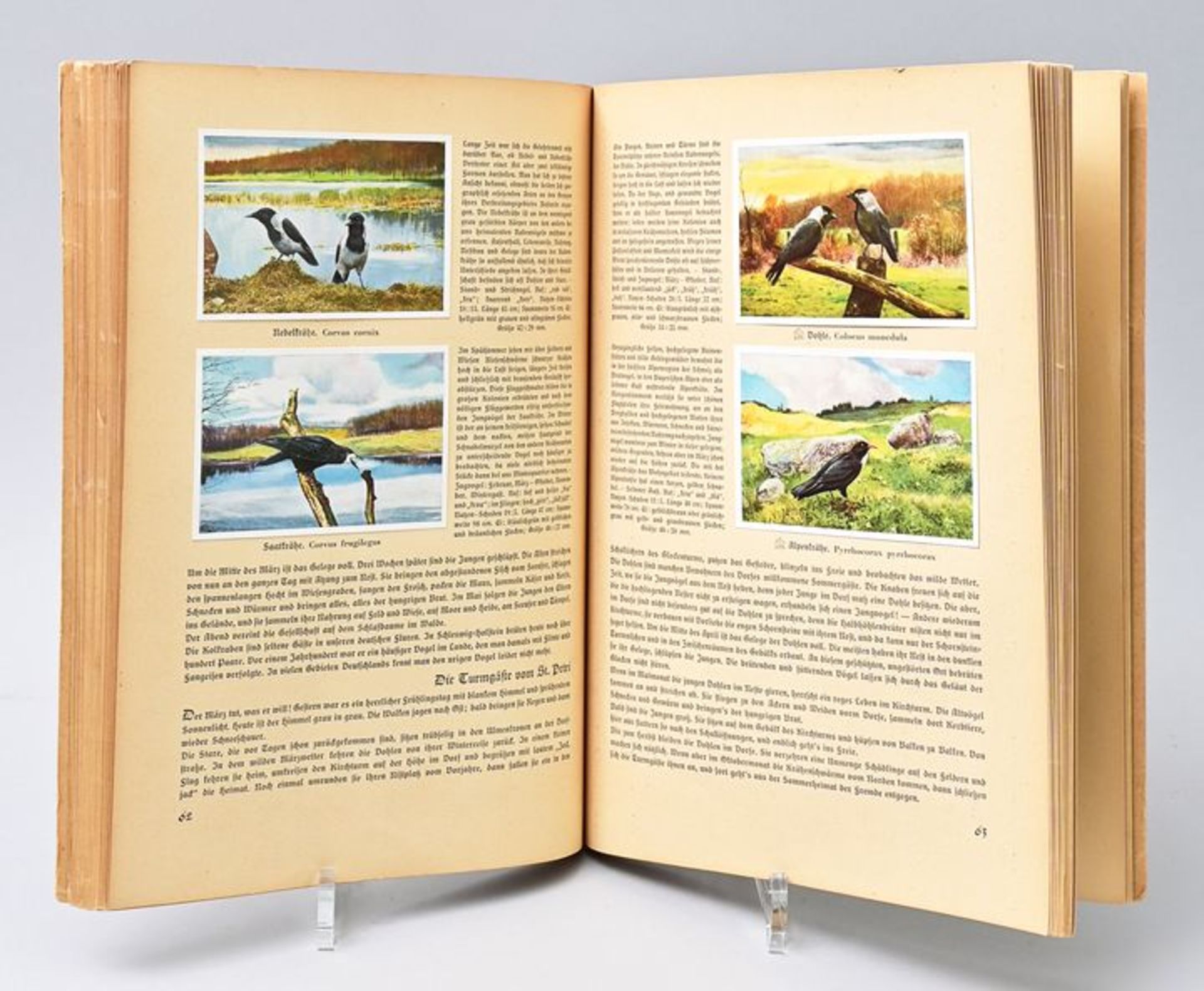 Buch "Aus Deutschlands Vogelwelt" / Book - Image 2 of 3