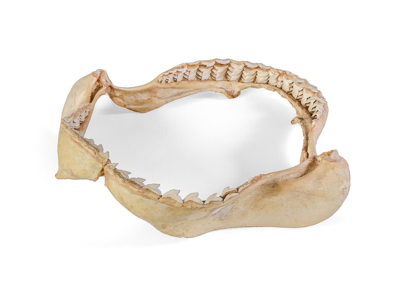 Y A SHARK JAW BONE - Image 2 of 2