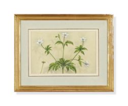 SARDAR GANDA THAKAR SINGH (INDIAN 1899-1976), DANDELIONS; AND OTHERS WILDFLOWERS, SET OF TWO