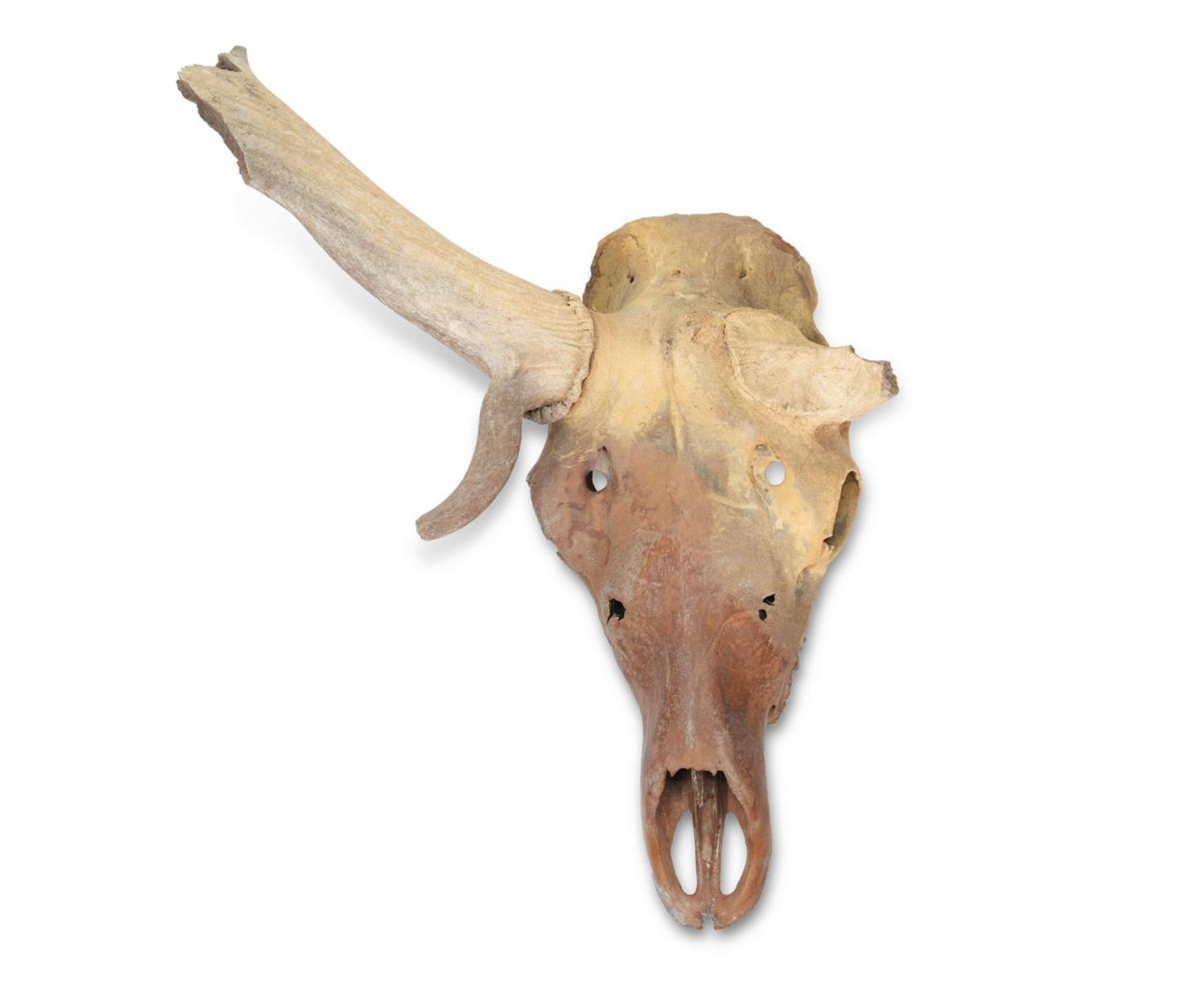 A FOSSILISED 'IRISH ELK' OR GIANT DEER SKULL (MEGALOCEROS GIGANTEUS), PLEISTOCENE PERIOD