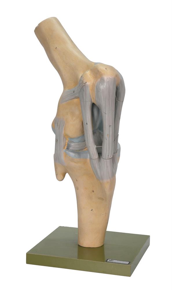 THREE ANATOMICAL MODELS, SECOND HALF 20TH CENTURY - Image 4 of 6