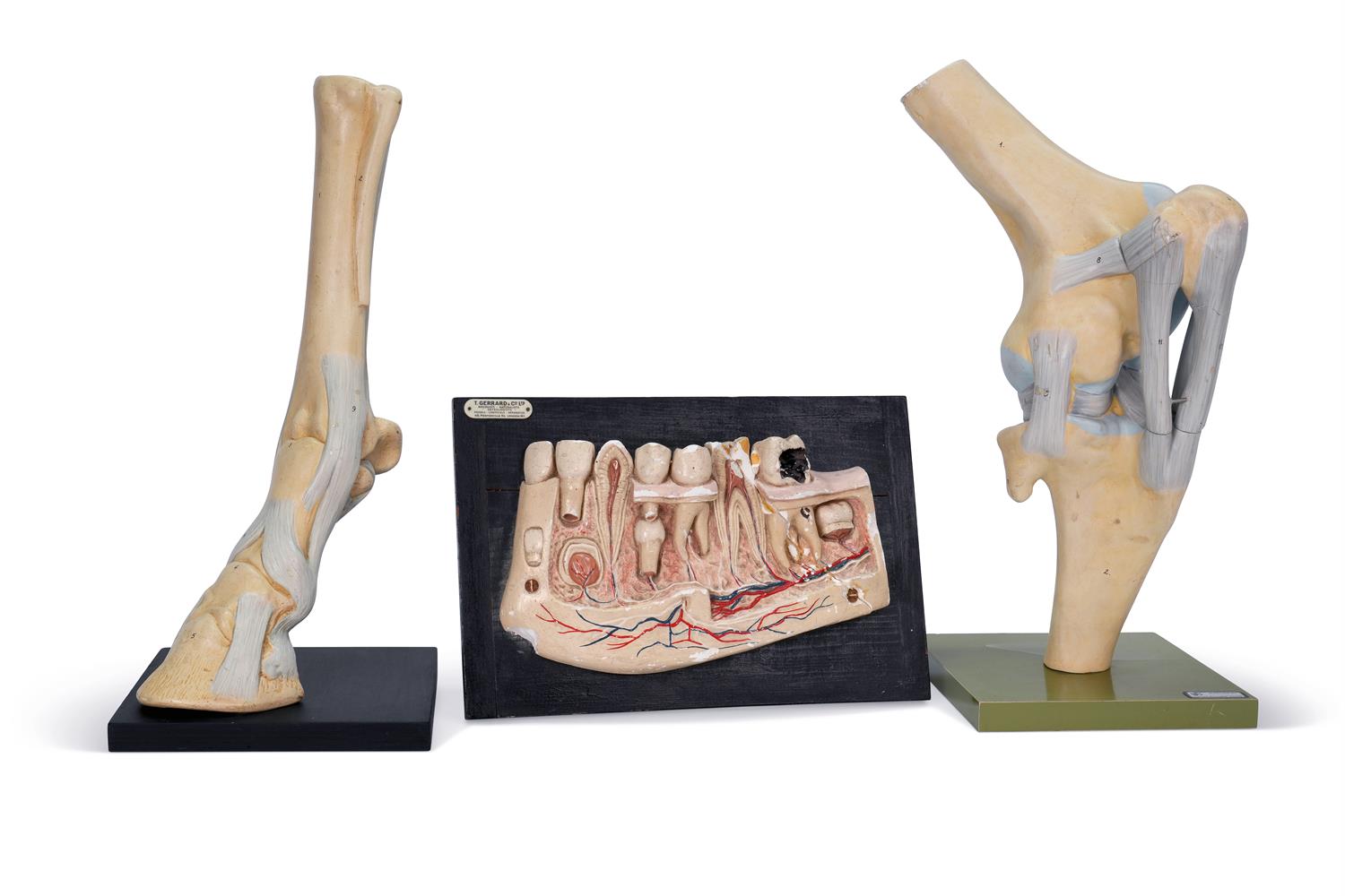 THREE ANATOMICAL MODELS, SECOND HALF 20TH CENTURY