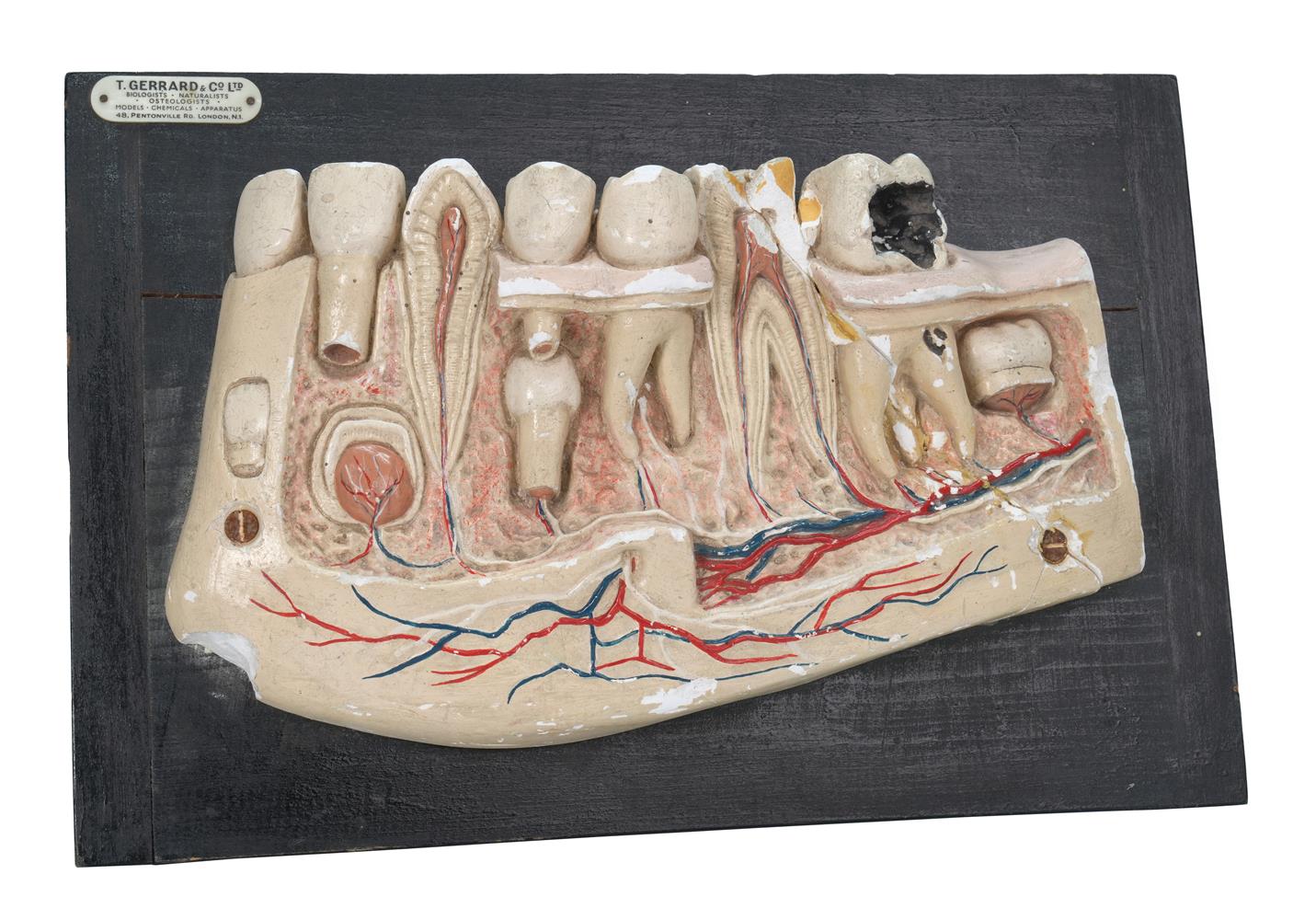 THREE ANATOMICAL MODELS, SECOND HALF 20TH CENTURY - Image 6 of 6