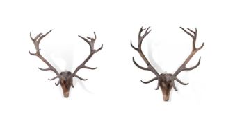 AN UNUSUAL PAIR OF STAG ANTLER TROPHIES ALMOST CERTAINLY IRISH, 18TH OR 19TH CENTURY