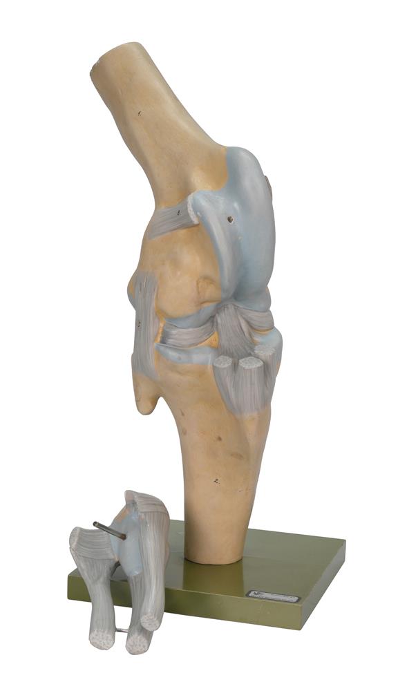 THREE ANATOMICAL MODELS, SECOND HALF 20TH CENTURY - Image 3 of 6