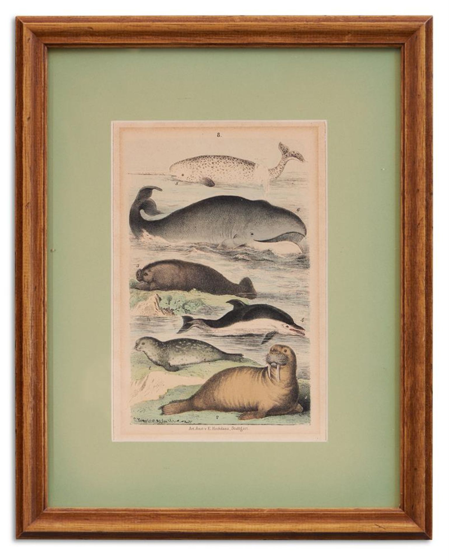 A COLLECTION OF WHALING COLOURED LITHOGRAPHS AND ETCHINGS (8) - Image 4 of 9
