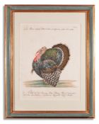 SAVERIO MANETTI (ITALIAN 1723 - 1784), TWELVE BIRDS FROM 'A NATURAL HISTORY OF BIRDS'