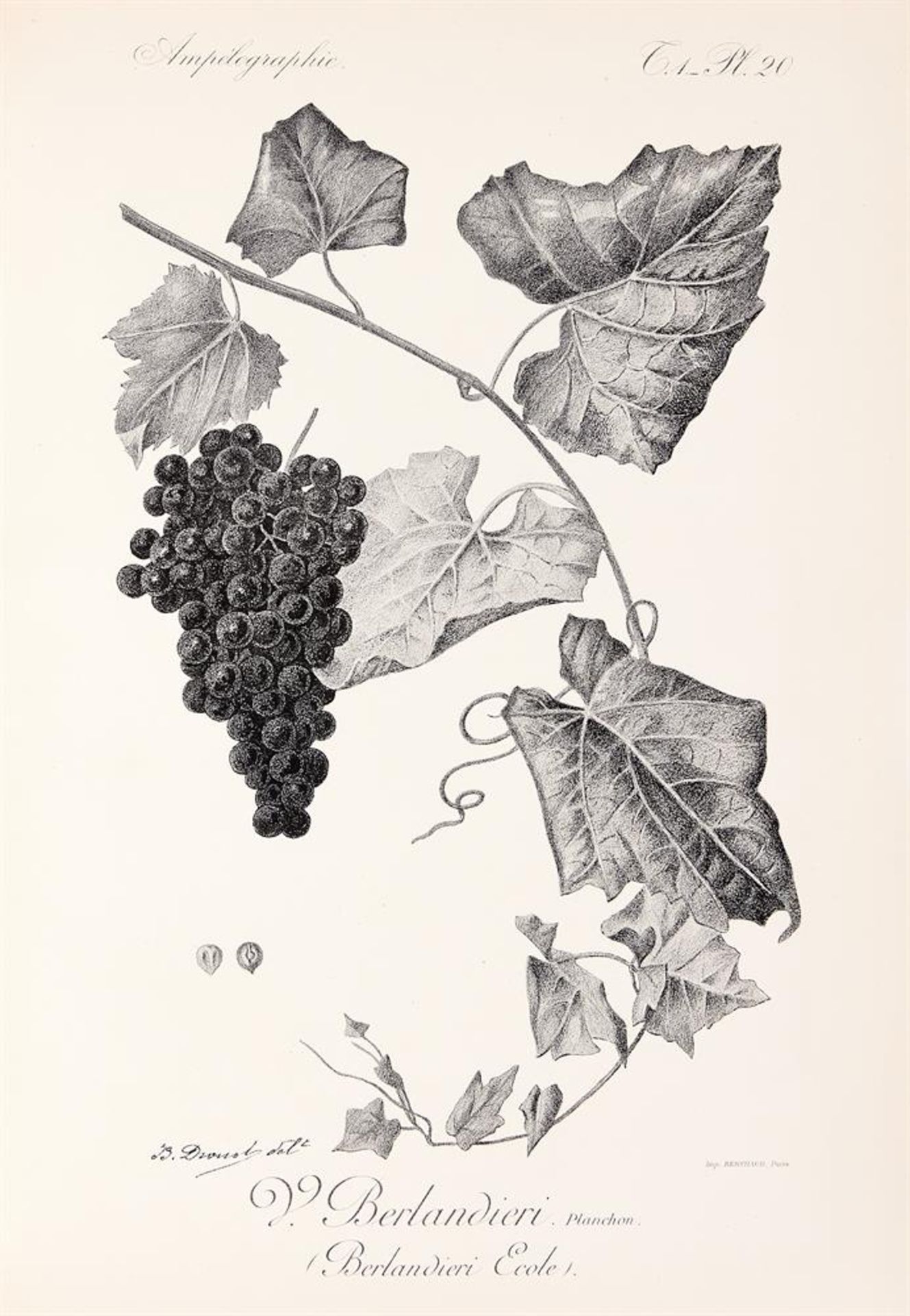 Ɵ Viala (Pierre) and others. Traite General de Viticulture: Ampelographie, 7 vol., first edition - Bild 3 aus 5