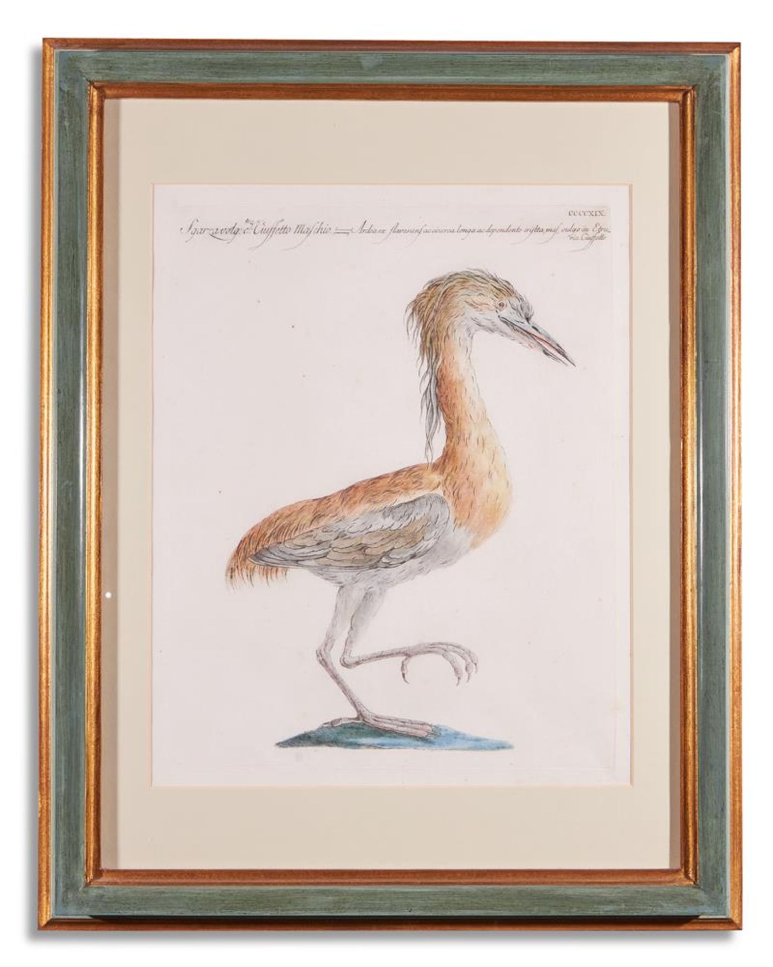 SAVERIO MANETTI (ITALIAN 1723 - 1784), TWELVE BIRDS FROM 'A NATURAL HISTORY OF BIRDS' - Bild 10 aus 12