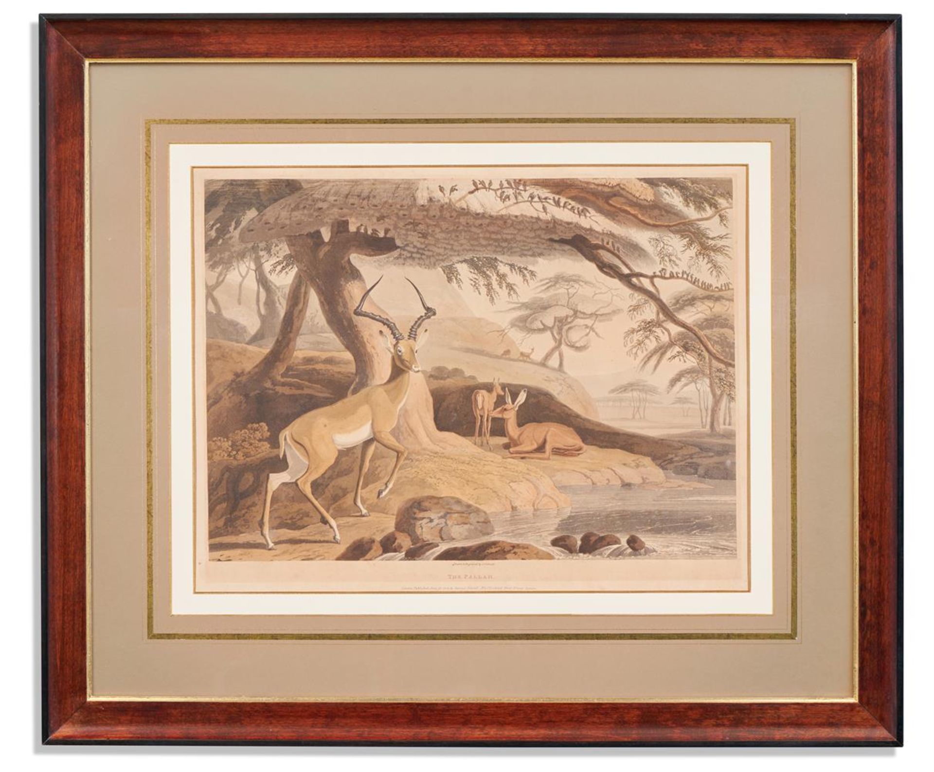 SAMUEL DANIELL (BRITISH 1775 - 1811), A SET OF FOUR AFRICAN ANTELOPES AND A RHINO (5) - Image 2 of 6