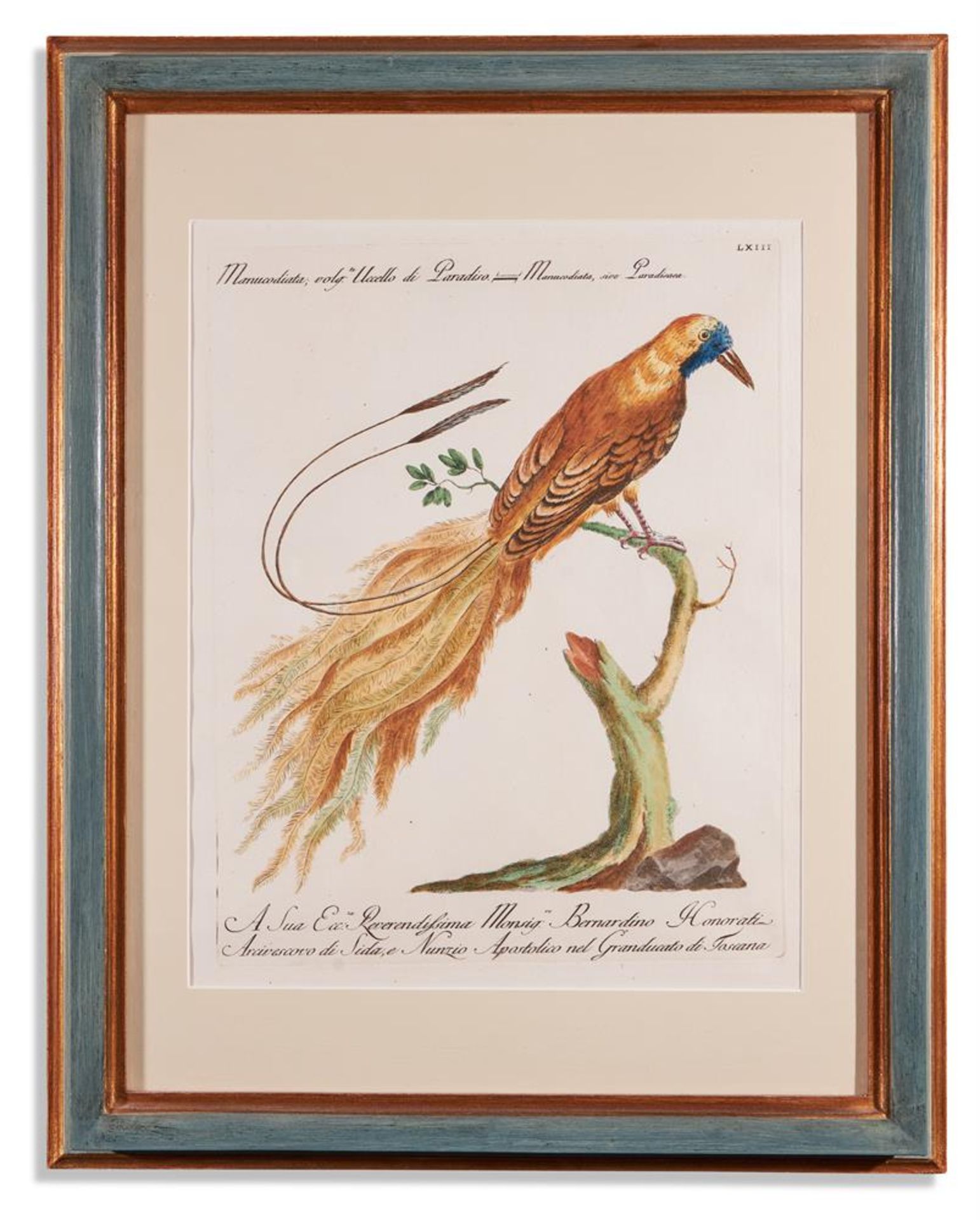 SAVERIO MANETTI (ITALIAN 1723 - 1784), TWELVE BIRDS FROM 'A NATURAL HISTORY OF BIRDS' - Bild 6 aus 12