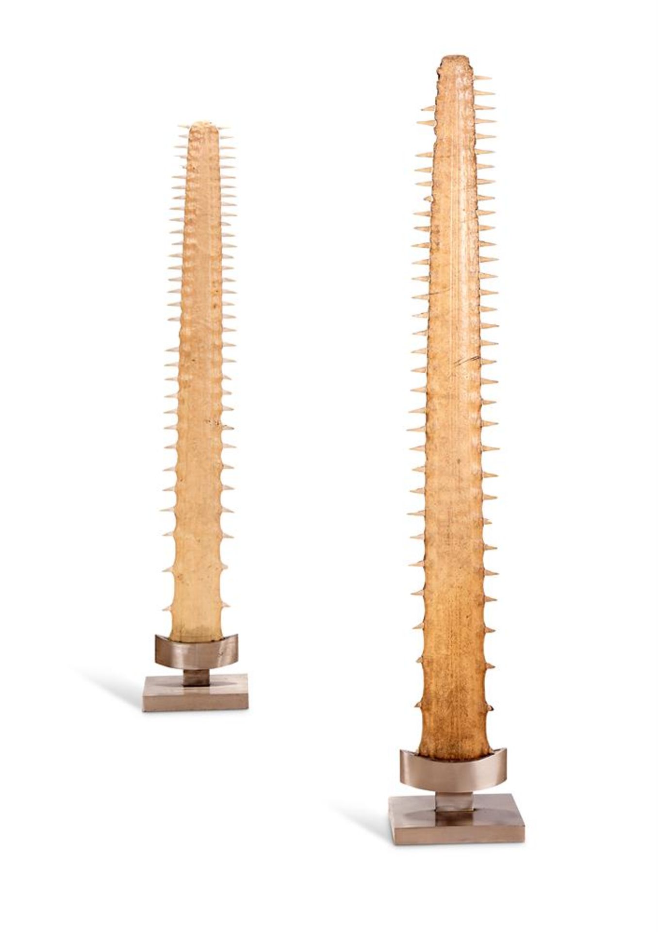 TWO MOUNTED SAWFISH ROSTRUMS