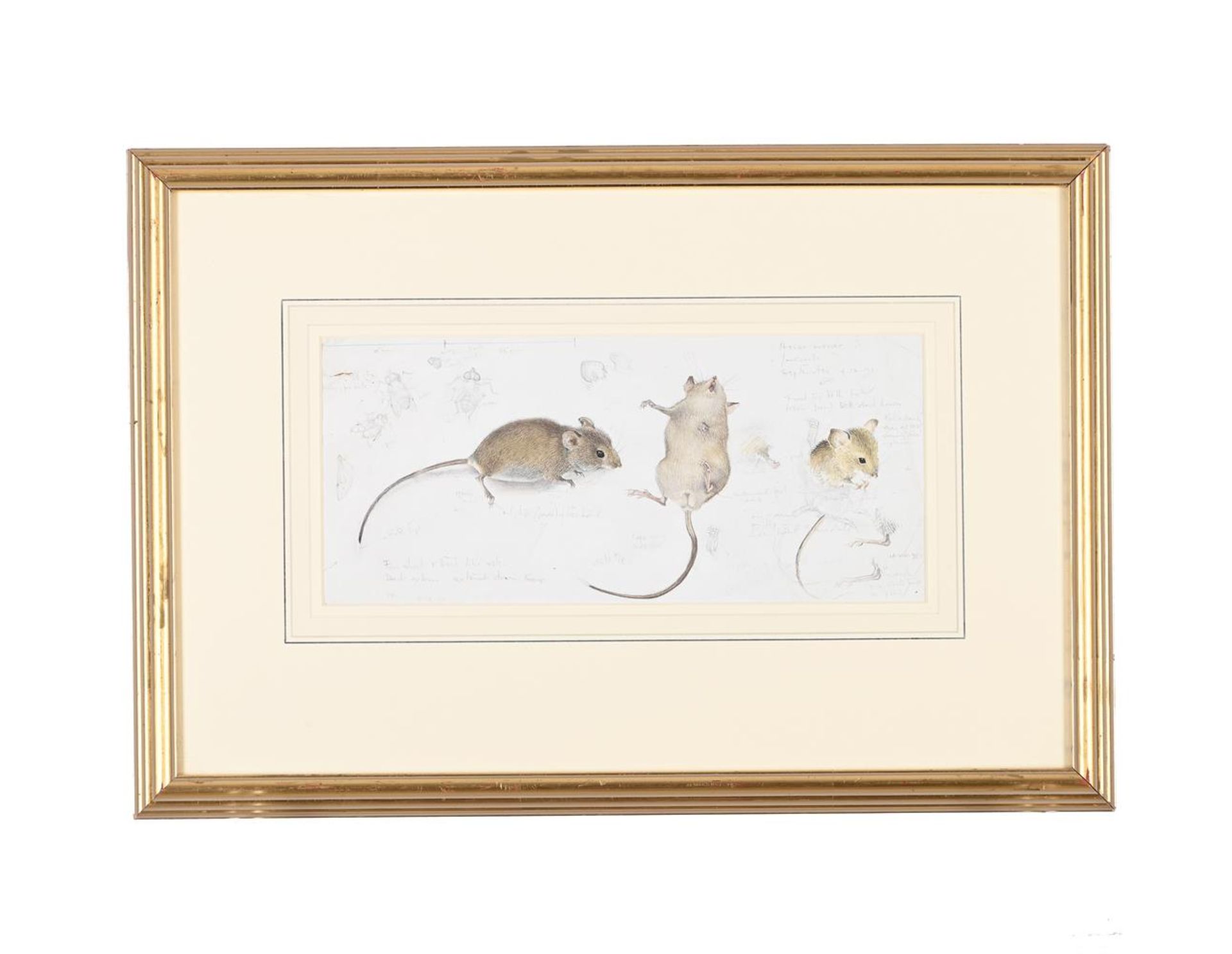 λ MILDRED E. ELDRIDGE (BRITISH 1909-1991), STUDIES OF HOUSE MOUSE