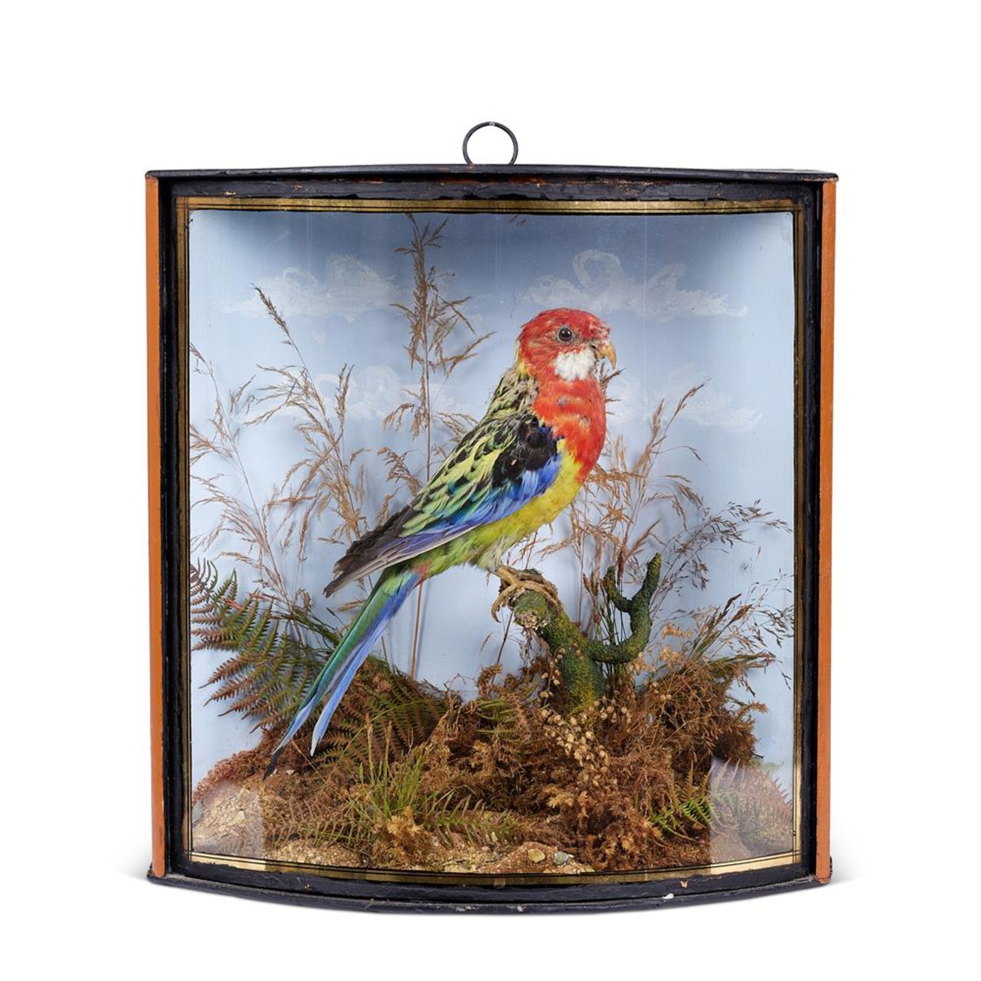 Y A CASED TAXIDERMY EASTERN ROSELLA PARAKEET