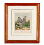 A SET OF FOUR PRINTS FROM CASSELL'S POULTRY BOOK