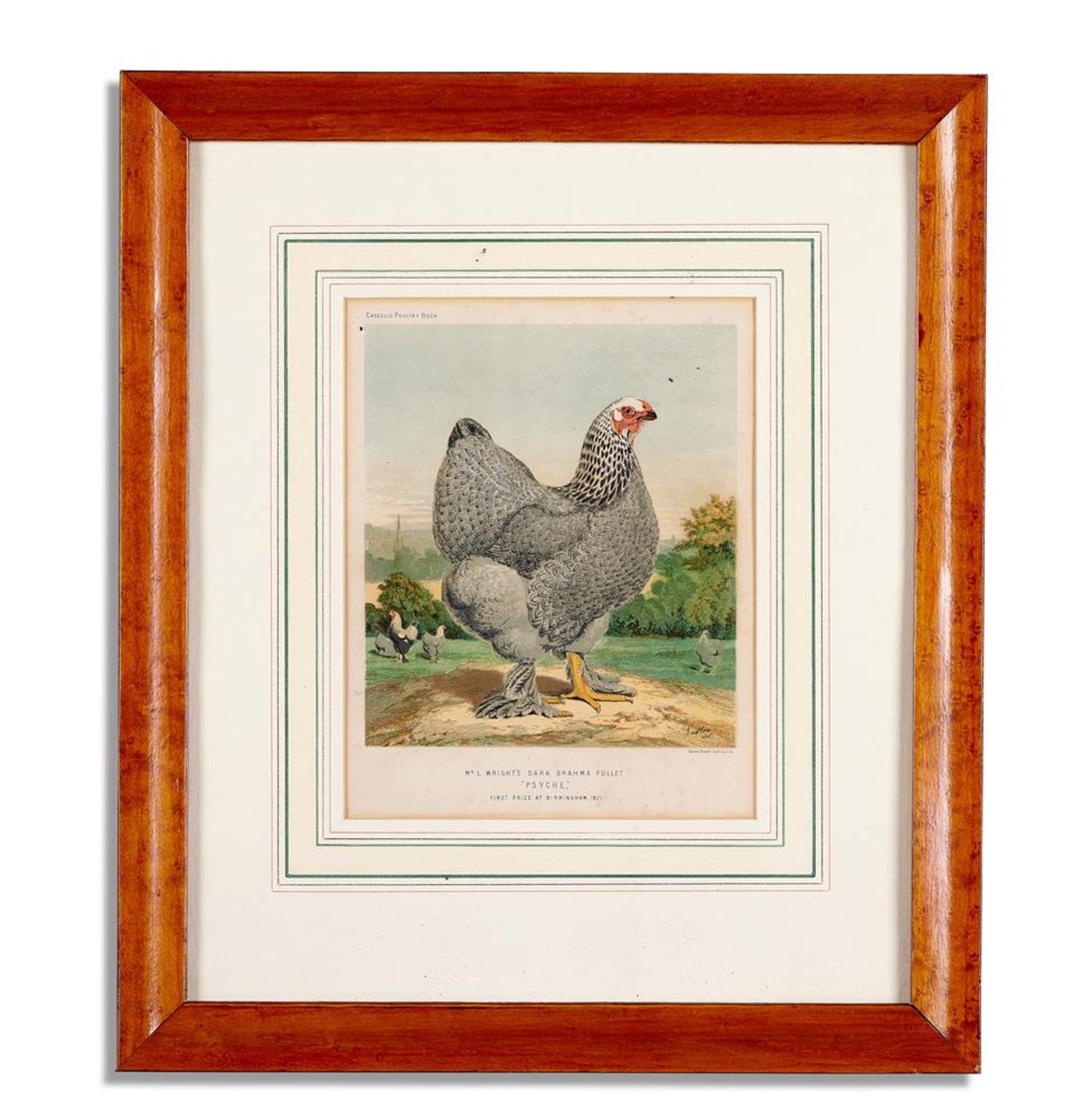 A SET OF FOUR PRINTS FROM CASSELL'S POULTRY BOOK