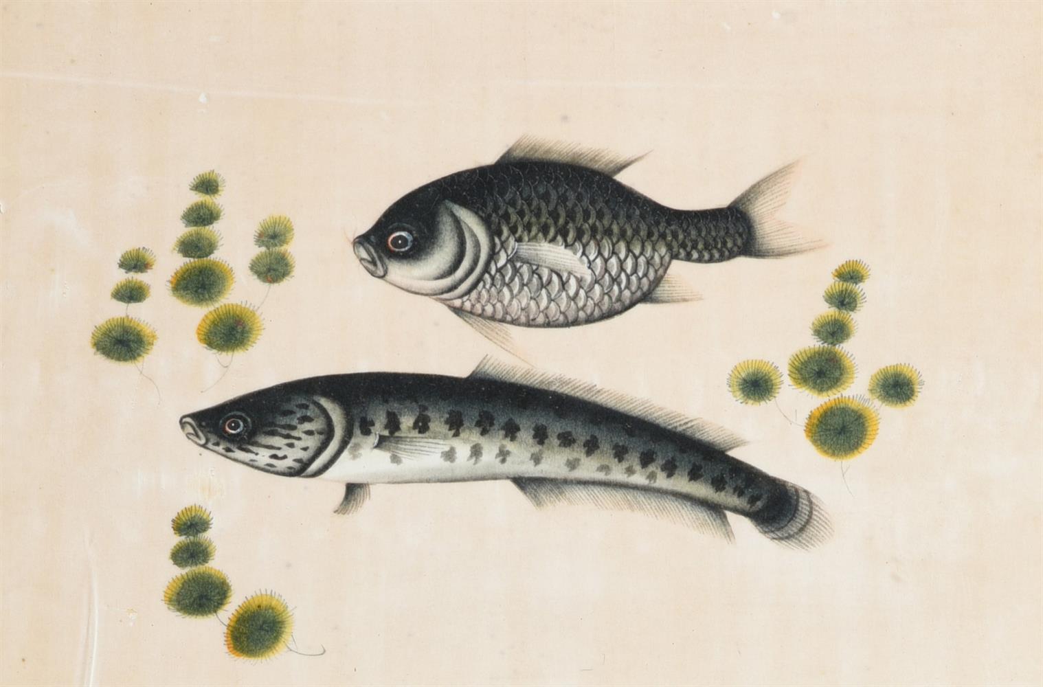 Seven Chinese Export paintings of fish - Image 8 of 8