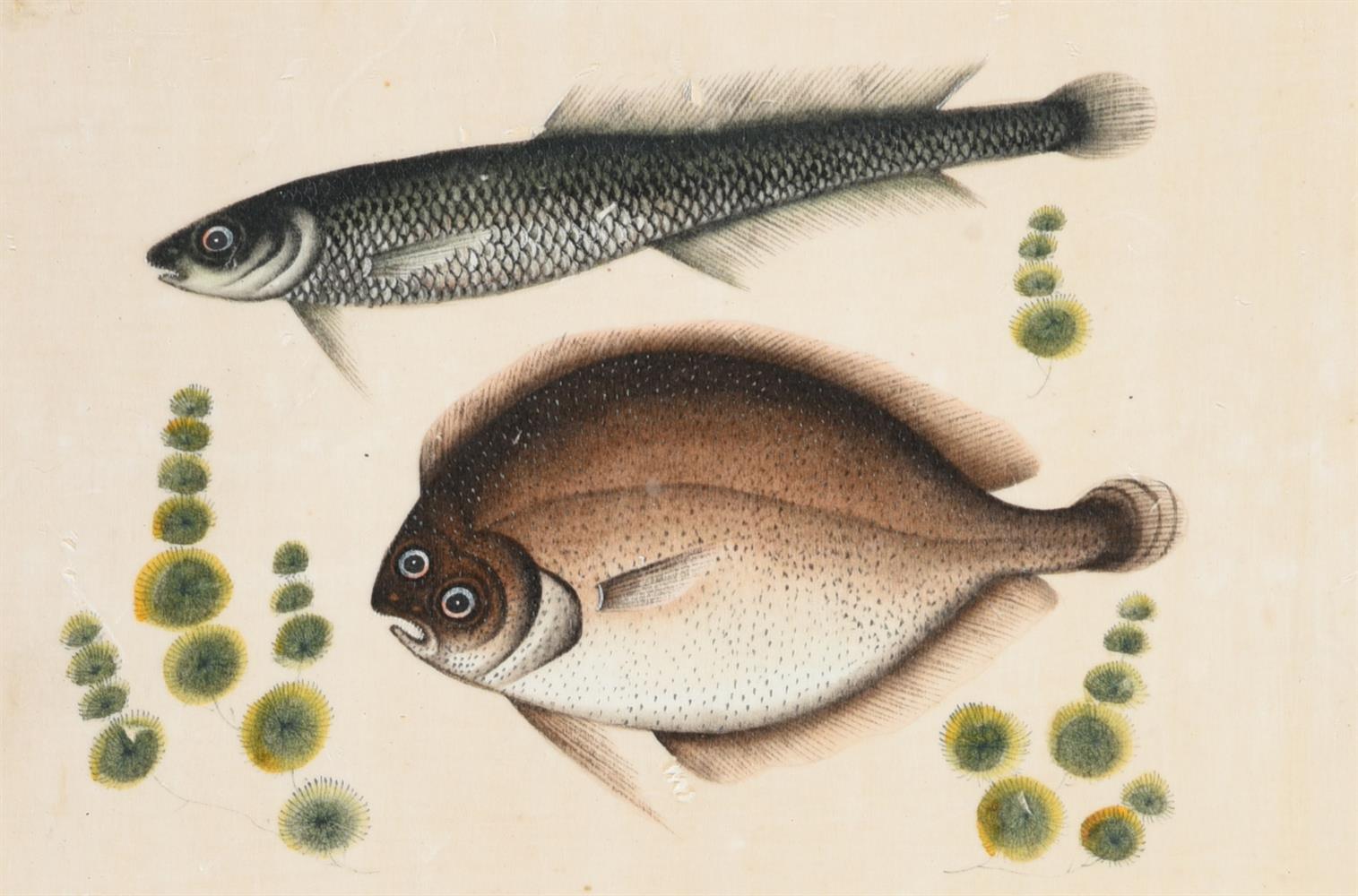 Seven Chinese Export paintings of fish - Image 4 of 8