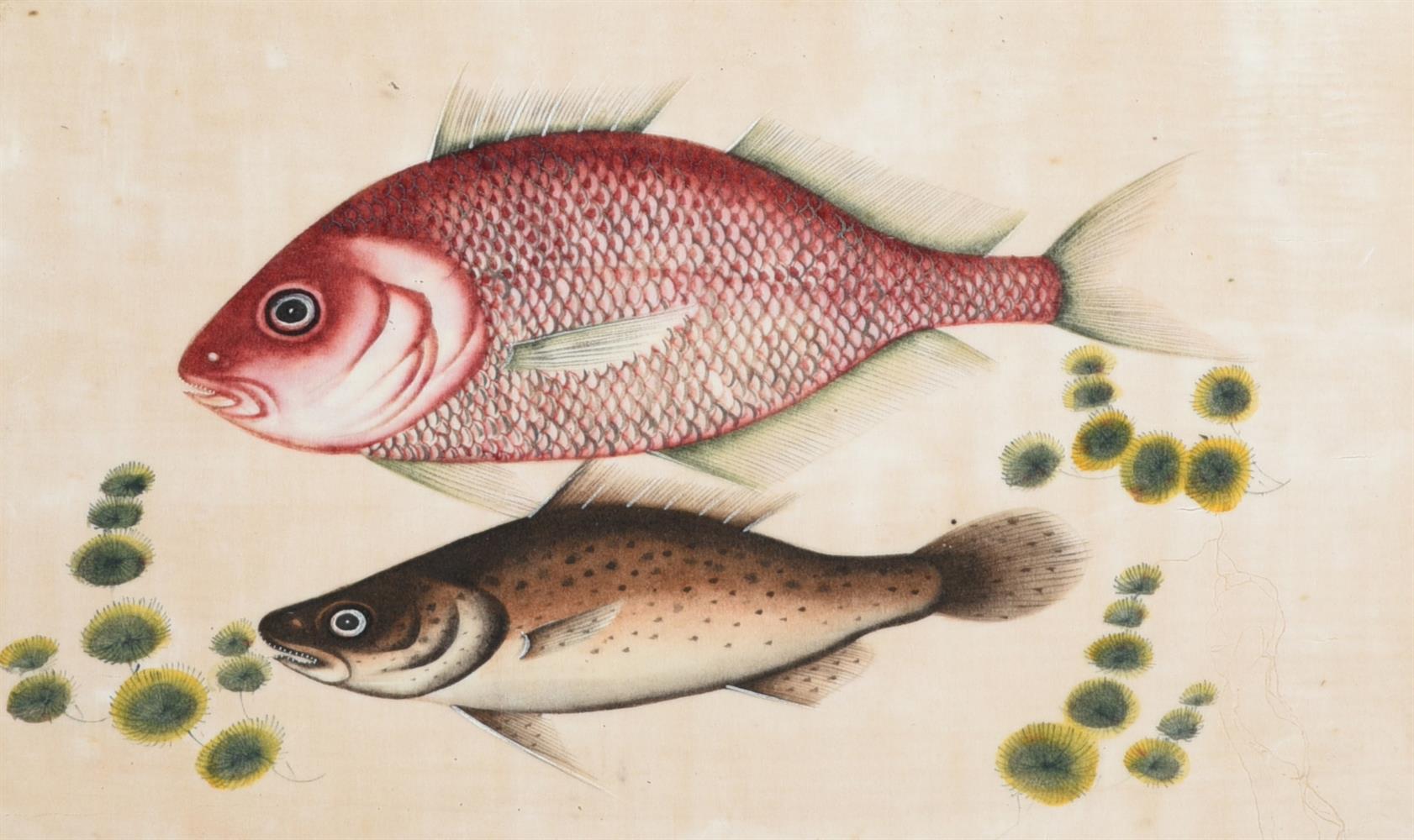 Seven Chinese Export paintings of fish - Image 7 of 8