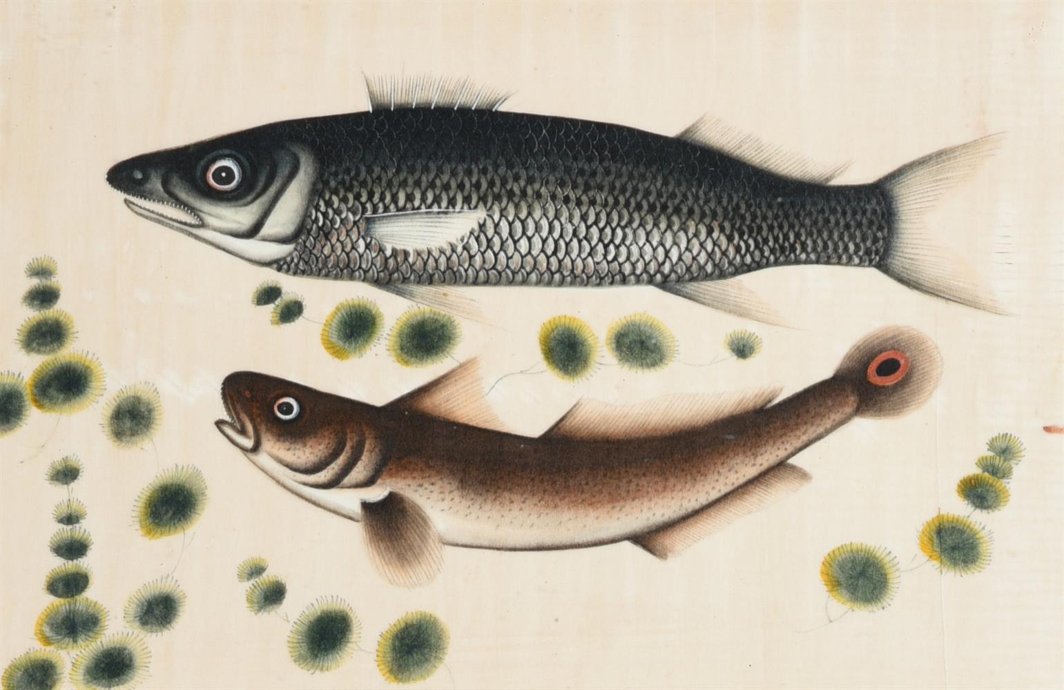 Seven Chinese Export paintings of fish - Image 6 of 8