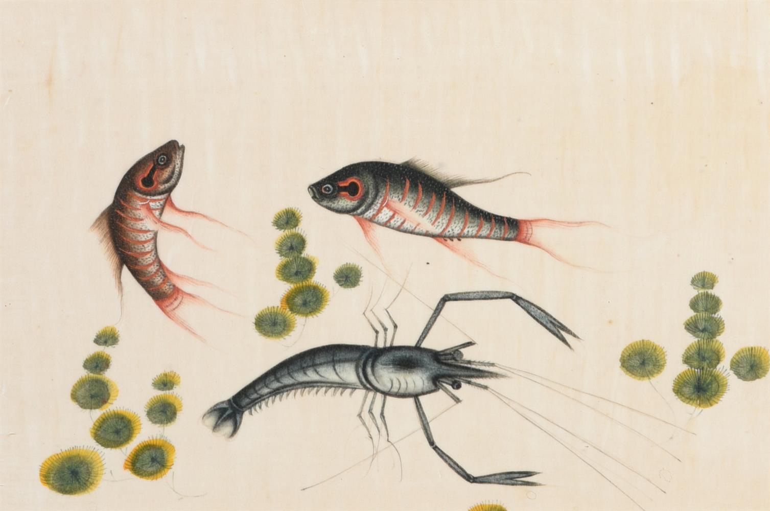 Seven Chinese Export paintings of fish - Image 5 of 8