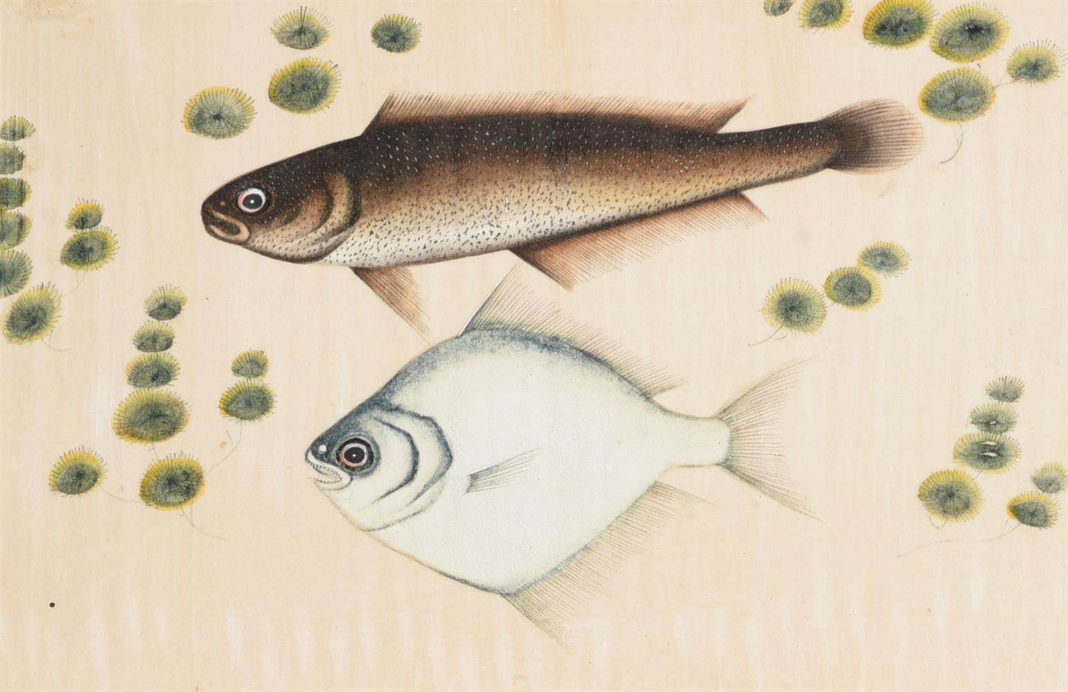 Seven Chinese Export paintings of fish - Image 2 of 8