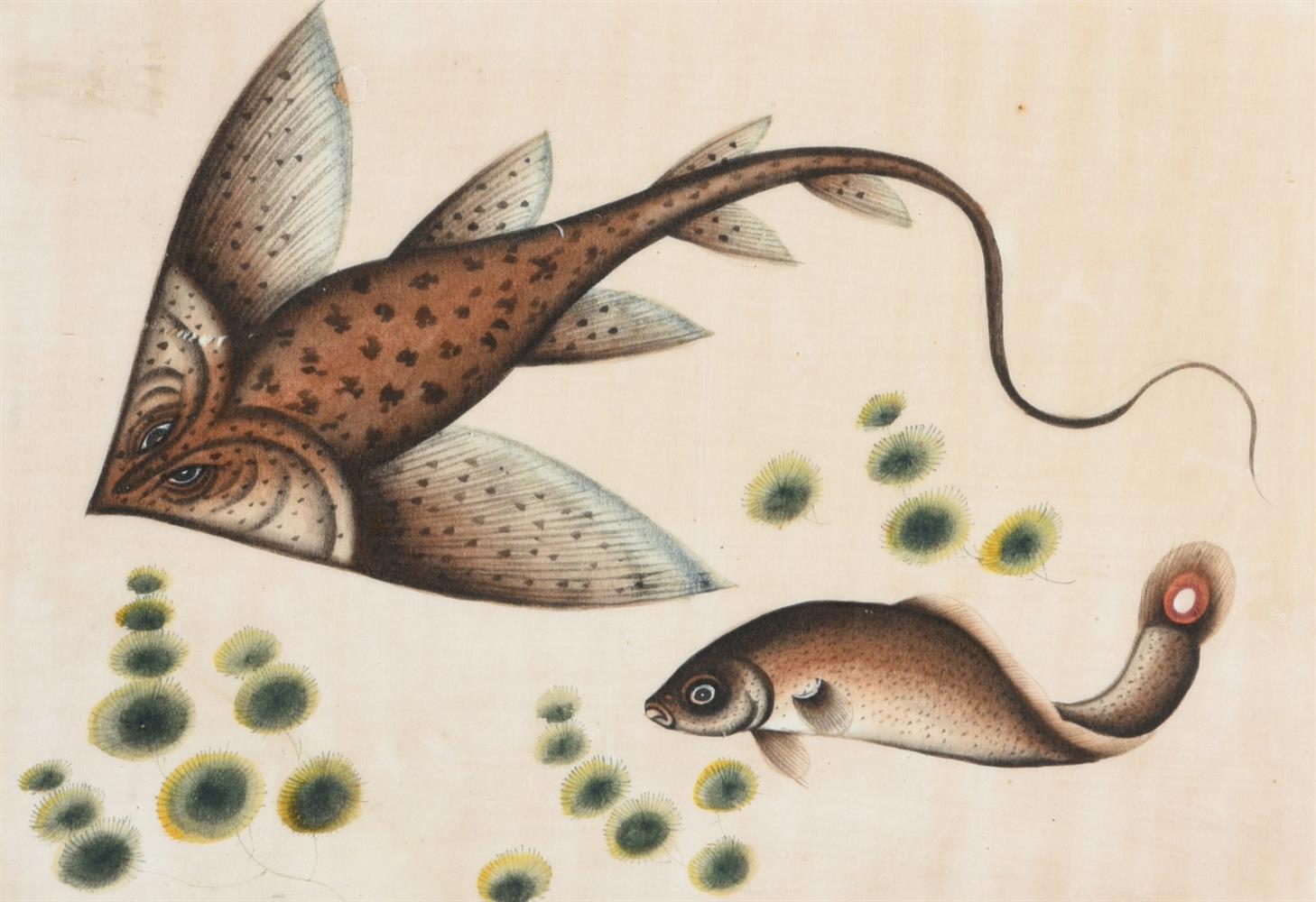 Seven Chinese Export paintings of fish - Image 3 of 8