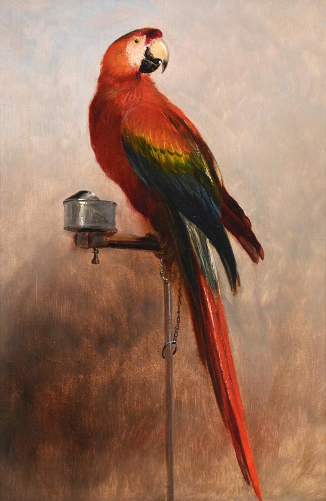 ENGLISH SCHOOL (19TH CENTURY), PARROT ON A PERCH