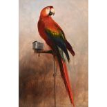 ENGLISH SCHOOL (19TH CENTURY), PARROT ON A PERCH