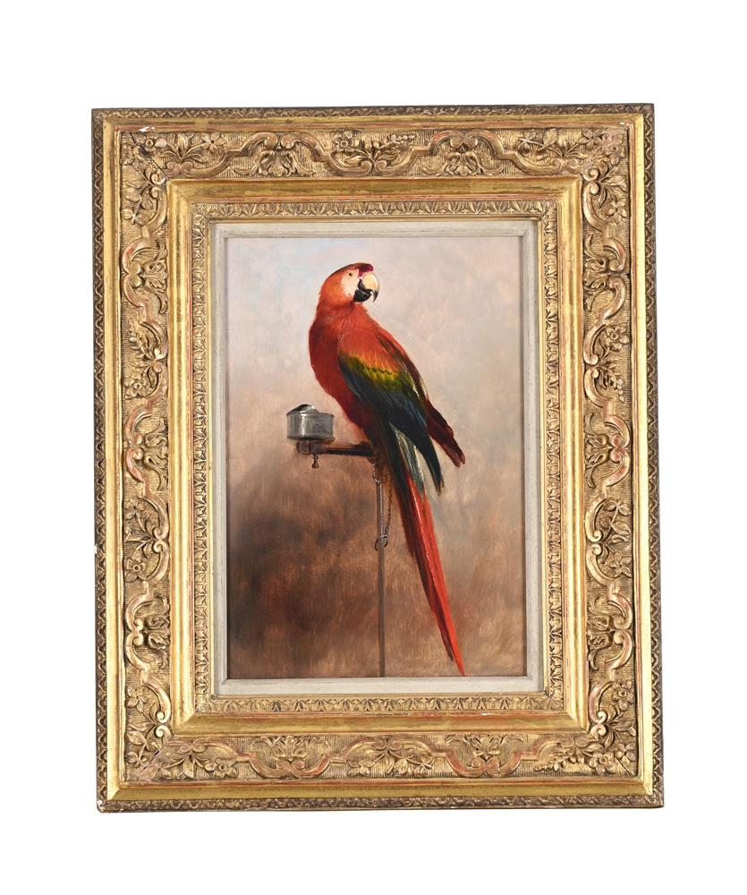 ENGLISH SCHOOL (19TH CENTURY), PARROT ON A PERCH - Image 2 of 3