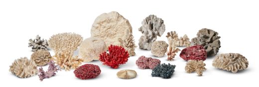 Y A COLLECTION OF VARIOUS SPECIMEN CORAL FRAGMENTS