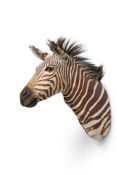 Y A STUFFED AND MOUNTED PRESERVED ZEBRA HEAD, EQUUS QUAGGA