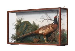 A CASED AND GLAZED PRESERVED MODEL OF A COCK PHEASANT (PHASIANUS COLCHICUS)