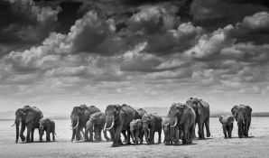 λ David Yarrow (b.1966), The Crossing