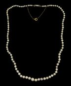 Single graduated strand pearl necklace with gold old cut diamond set clasp