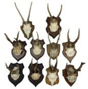 Antlers/Horns: Roe deer (Capreolus capreolus) ten pairs of roe deer antlers mounted upon wooden shie