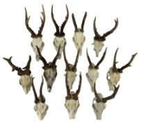 Antlers / Horns: Eight pairs of Roe Deer antlers on upper skull