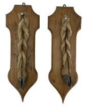 Antlers / Horns: Pair of Deer Slots mounted upon shaped oak plaques